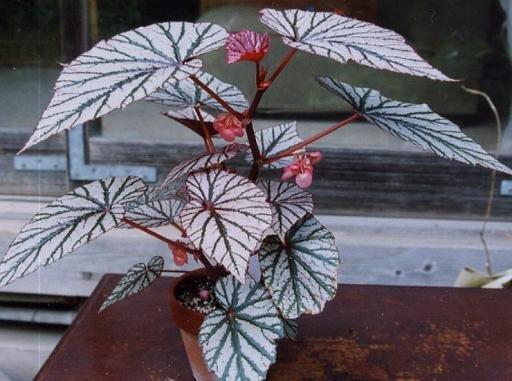 B. ‘Ashura’